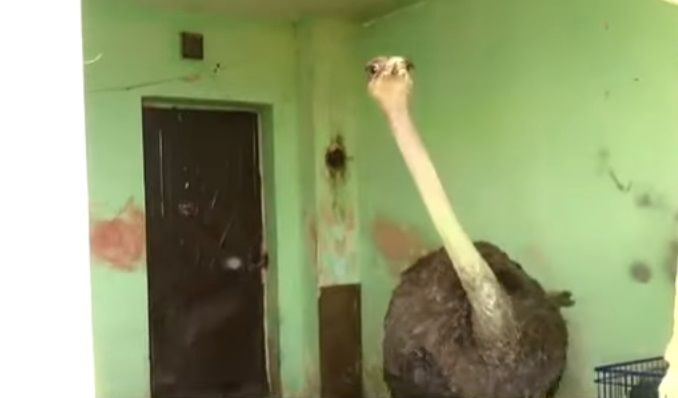 Struţul, pasăre de companie! O familie din Drobeta Turnu-Severin a crescut un struţ în garsonieră