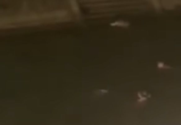 Tinere filmate în timp ce fac baie goale în râul Bega! Cum a reacționat Poliția când a văzut imaginile