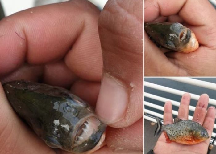 Autoritățile sunt în alertă! Pește piranha descoperit în Crișul Repede: Fiind răpitori, ar face ravagii - FOTO